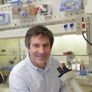 Paul A. Roche, Ph.D.