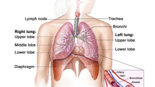 Respiratory System Anatomy
